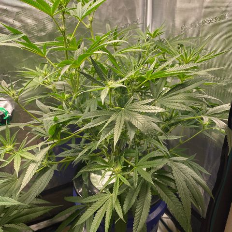 Lady 2 growlog timeline photo