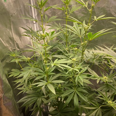 Lady 1 growlog timeline photo