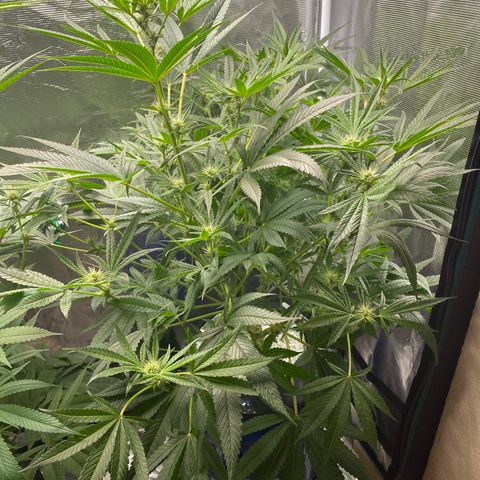 Lady 2 growlog timeline photo