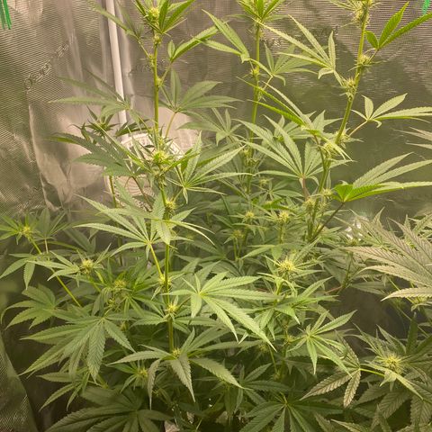Lady 1 growlog timeline photo
