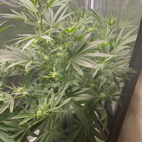 Lady 2 growlog timeline photo