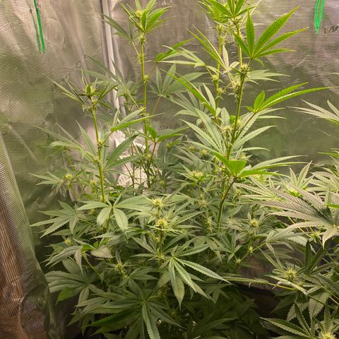 Lady 1 growlog timeline photo