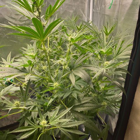 Lady 2 growlog timeline photo