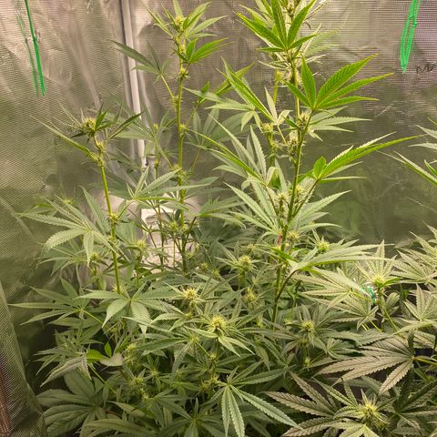 Lady 1 growlog timeline photo