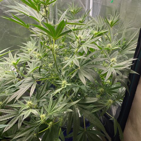 Lady 2 growlog timeline photo