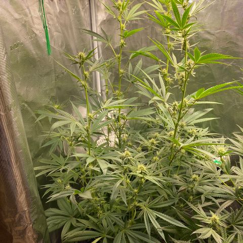 Lady 1 growlog timeline photo