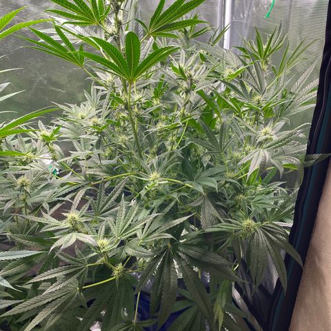 Lady 2 growlog timeline photo