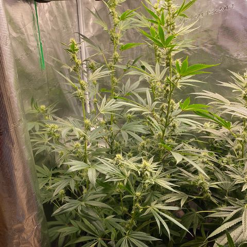 Lady 1 growlog timeline photo