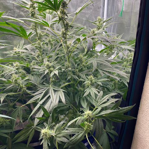 Lady 2 growlog timeline photo