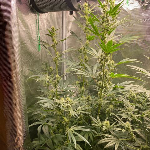 Lady 1 growlog timeline photo