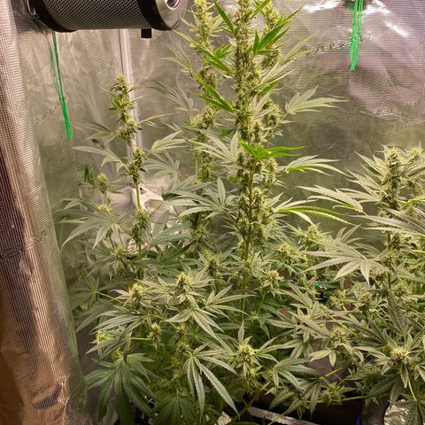 Lady 1 growlog timeline photo