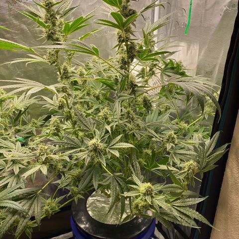 Lady 2 growlog timeline photo