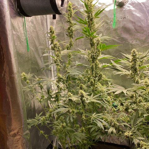 Lady 1 growlog timeline photo