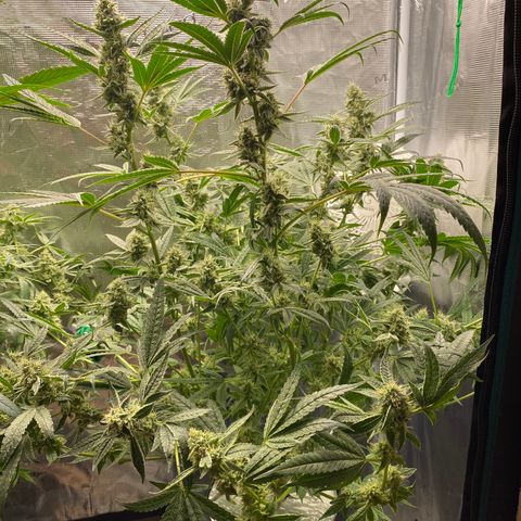 Lady 2 growlog timeline photo