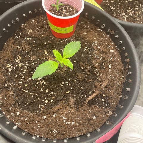 Palma II 🌴 growlog timeline photo