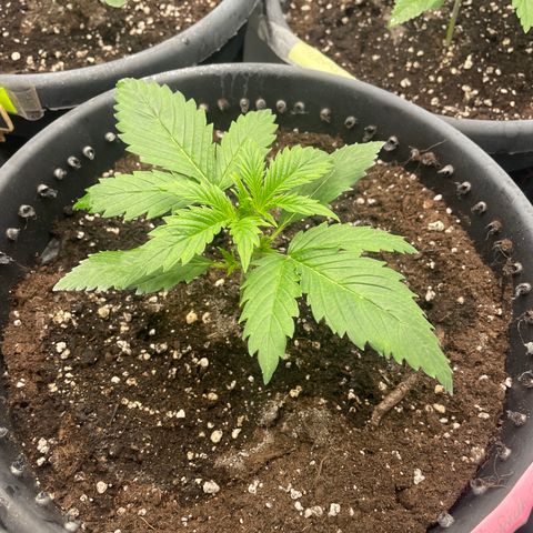 Palma II 🌴 growlog timeline photo