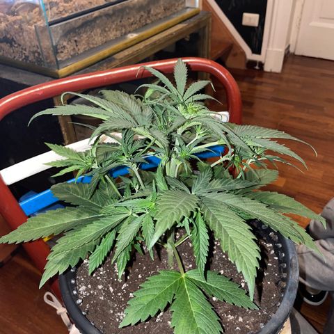 Palma II 🌴 growlog timeline photo