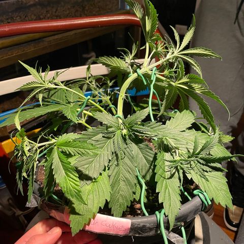 Palma II 🌴 growlog timeline photo