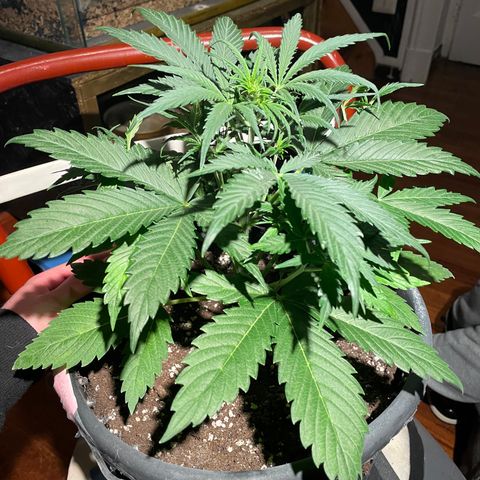 Palma II 🌴 growlog timeline photo