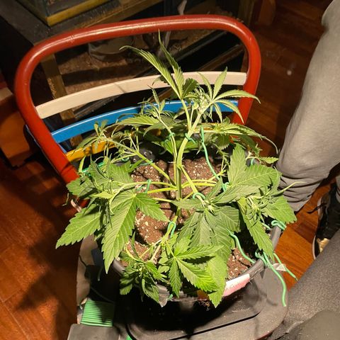 Palma II 🌴 growlog timeline photo