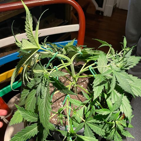 Palma II 🌴 growlog timeline photo
