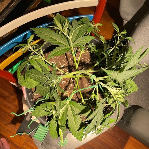 Palma II 🌴 growlog timeline photo