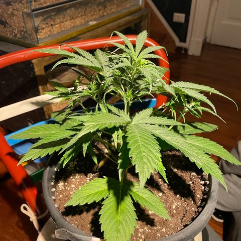 Palma II 🌴 growlog timeline photo