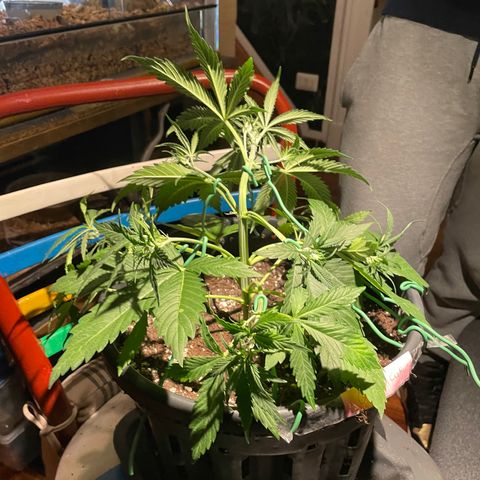 Palma II 🌴 growlog timeline photo