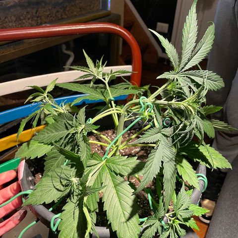 Palma II 🌴 growlog timeline photo