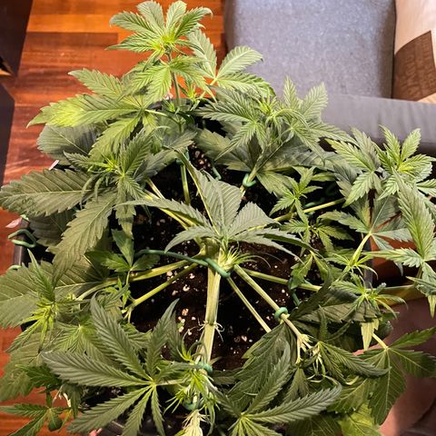 Palma II 🌴 growlog photo: Aggiusti Lst