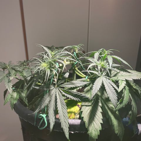 Palma II 🌴 growlog photo: Modifiche Lst 