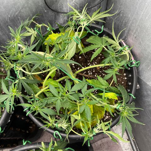 Palma II 🌴 growlog timeline photo