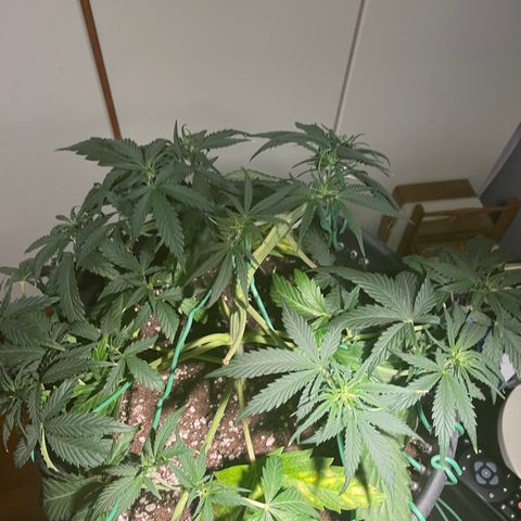 Palma II 🌴 growlog photo: Modifiche Lst 