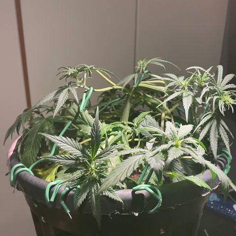 Palma II 🌴 growlog photo: Modifiche Lst 
