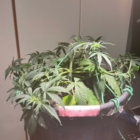 Palma II 🌴 growlog photo: Modifiche Lst 