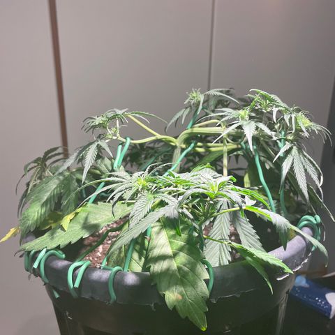 Palma II 🌴 growlog photo: Modifiche Lst 
