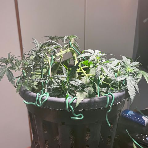 Palma II 🌴 growlog photo: Modifiche Lst 