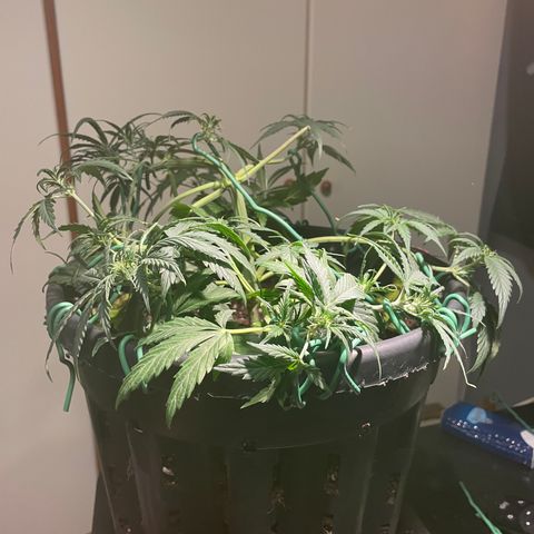 Palma II 🌴 growlog photo: Modifiche Lst 