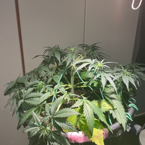 Palma II 🌴 growlog photo: Modifiche Lst 