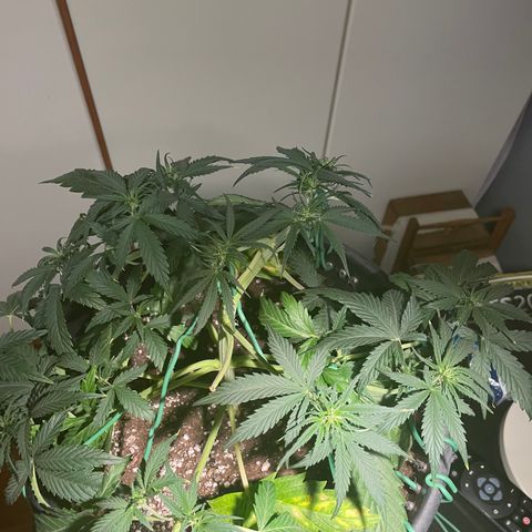 Palma II 🌴 growlog photo: Modifiche Lst 