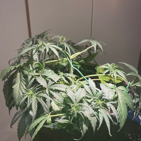 Palma II 🌴 growlog photo: Modifiche Lst 
