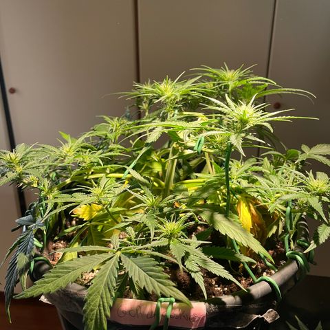 Palma II 🌴 growlog timeline photo