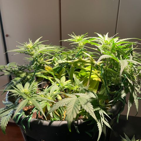 Palma II 🌴 growlog timeline photo