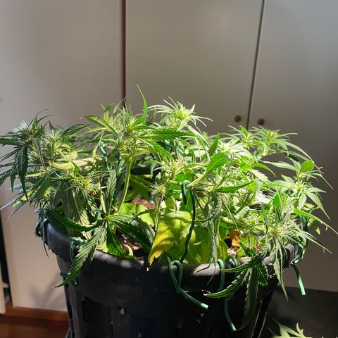 Palma II 🌴 growlog timeline photo