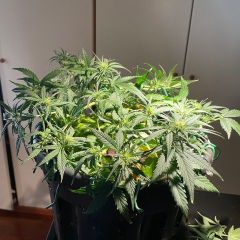 Palma II 🌴 growlog timeline photo