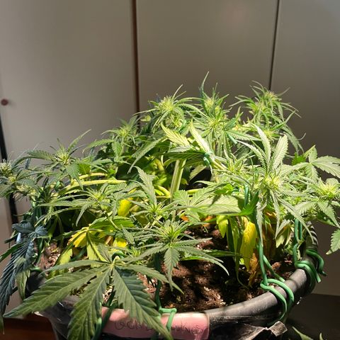 Palma II 🌴 growlog timeline photo