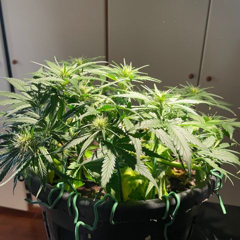 Palma II 🌴 growlog timeline photo