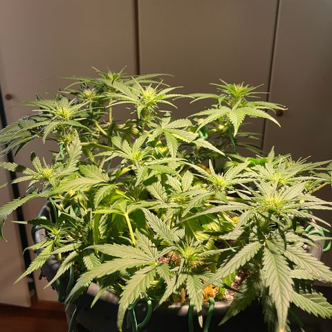 Palma II 🌴 growlog timeline photo
