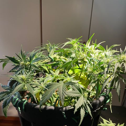 Palma II 🌴 growlog timeline photo