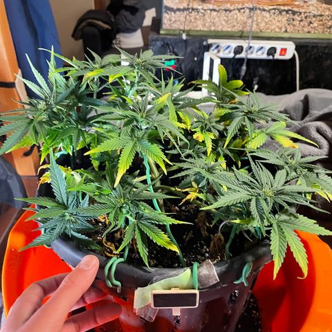 Palma II 🌴 growlog timeline photo